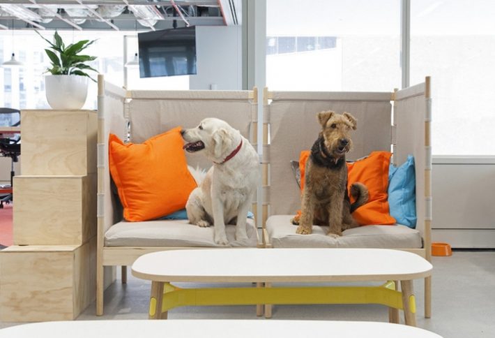 極賦樂(lè)趣的寵物管理所辦公室設(shè)計(jì)